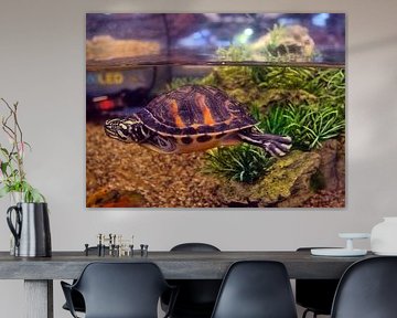 Water turtle
