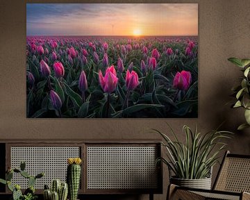 Roze tulpen tijdens zonsopkomst | Landschapsfotografie in Flevoland | Bloemen van Marijn Alons