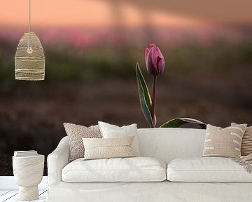 Pink tulip in the sun | Nature photography during sunrise by Marijn Alons