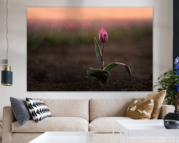 Tulipe rose au soleil | Photographie de nature au lever du soleil sur Marijn Alons