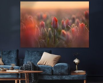 Bollenveld met oranje tulpen | Bloemen in Nederland van Marijn Alons