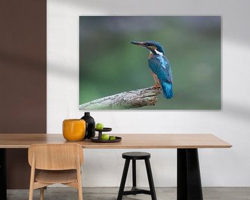 Ijsvogel, Kingfisher von Ron Westbroek