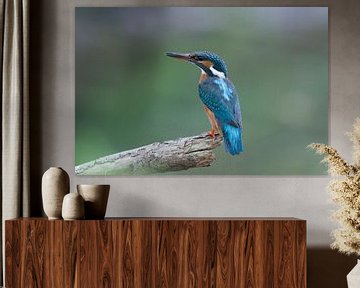 Ijsvogel, Kingfisher sur Ron Westbroek