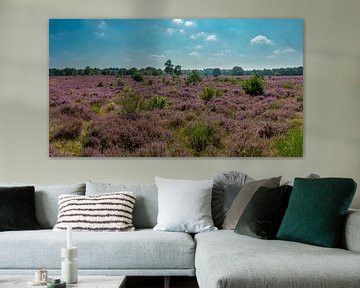 Blühende Heide, Naturreservat Goois Westerheide, Laren, Nordholland von Rene van der Meer