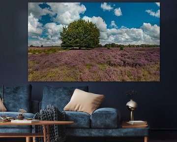 Flowering heathland, Goois Nature Reserve Westerheide, Laren, North Holland by Rene van der Meer