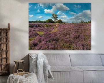 Flowering heathland, Goois Nature Reserve Westerheide, Laren, North Holland