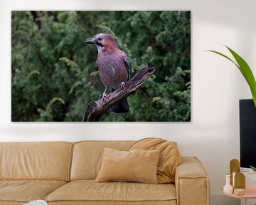 Jay. sur Ronald Kromkamp