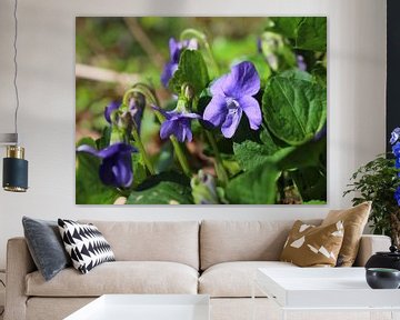 Viola sororia, het bosviooltje van Imladris Images