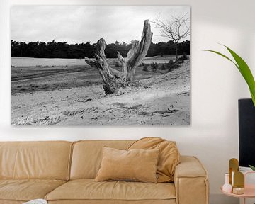 A tree stump on a sand drift in black and white