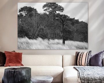 Een boomstam voor de dennen in zwart-wit van Gerard de Zwaan