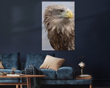 Bald eagle by Sylvia Remenyi-Kuiper