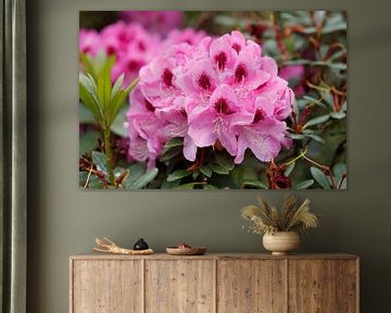 Paarse Rhododendron bloem, Close-up, Duitsland