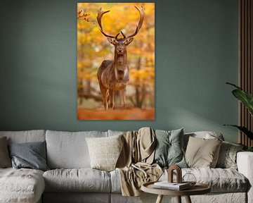 Fallow Deer in Autumn Forest by Roeselien Raimond