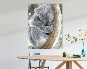 Koala -Lazy afternoon van Gisela - Art for you