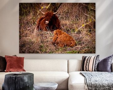 Liegender schottischer Highlander mit Kalb im Broekpolder bei Vlaardingen von FotoGraaG Hanneke