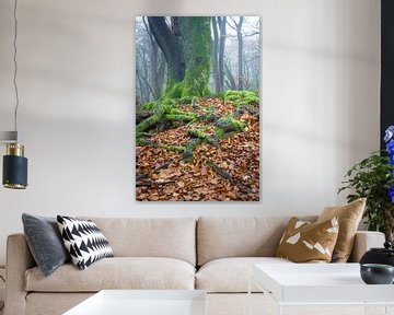 Alter verdrehter Baum im Speulderbos in Ermelo, Niederlande, mit Blättern im Vordergrund und Nebel i