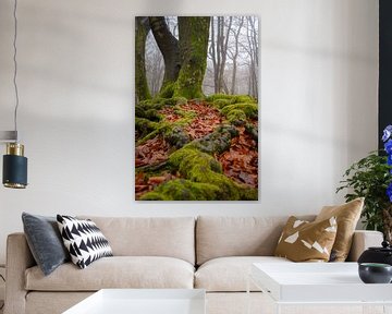 Alter verdrehter Baum im Speulderbos in Ermelo, Niederlande, mit Blättern im Vordergrund und Nebel i