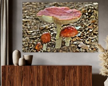 Fly agaric in hdr  von Frouwkje Fotografie