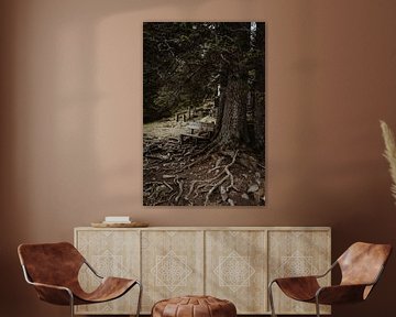 Tree roots nature austria print by Anouk Strijbos