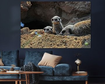 Meerkat nursery by Ingo Laue