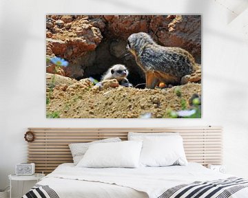 Meerkat nursery by Ingo Laue