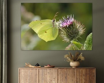 Citroenvlinder op distel van Frouwkje Fotografie