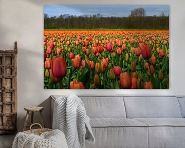 Tulpen von Michel van Kooten