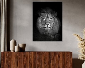 un portrait du roi des animaux, le lion d'Afrique sur thomas van puymbroeck