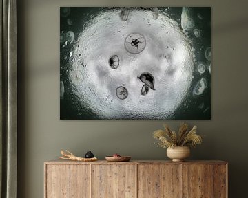 moon jellyfish by thomas van puymbroeck
