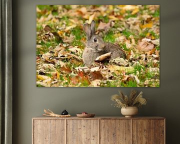 Un lapin dans l'herbe parmi les feuilles d'automne sur Fotografie design N