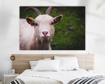 Une chèvre qui regarde fixement sur Fotografie design N