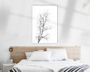 Berkenboom in zwart-wit Abstracte vorm in witte achtergrond