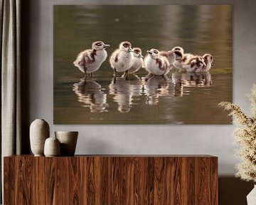 Wir sind eine Familie! - Baby-Gänsehaut in einer Reihe von Roeselien Raimond