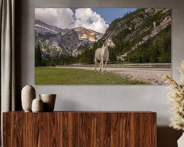 Wild horses in the Dolomites