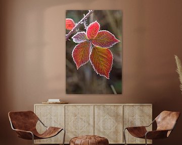 Herfstblad met rijp van Frouwkje Fotografie
