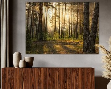 sunny forest