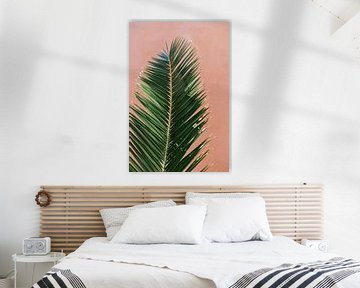 Feuille de palmier tropical contre un mur de couleur corail | Espagne | Vue botanique