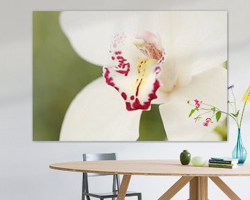 Orchidee van Frouwkje Fotografie