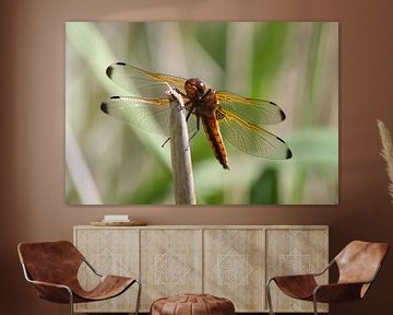 Dragonfly sur Frouwkje Fotografie