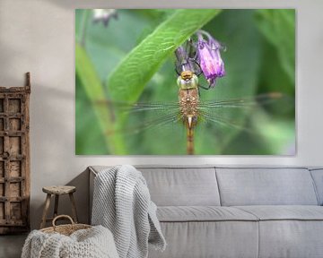 Libelle - vroege glazenmaker van Frouwkje Fotografie