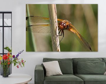 Dragonfly  close-up  sur Frouwkje Fotografie