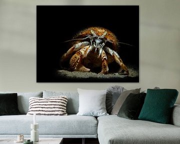 Hermit crab by René Weterings