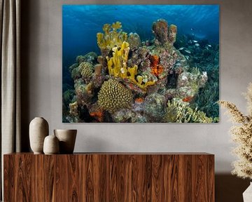Coral reef at the Tugboat on Curacao by René Weterings