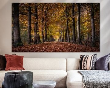 Chemin forestier aux couleurs de l'automne sur Harold van den Hurk