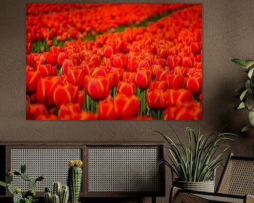 Tulpen uit Holland van Grietje Houkema