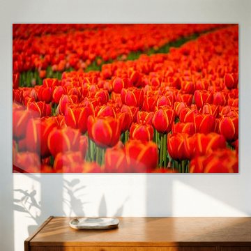 Tulpen uit Holland