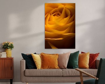 Een geel oranje roos van Marjolijn van den Berg