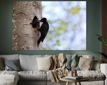 Black Woodpecker ( Dryocopus martius ) feeding young nestling, Swabian Alb Germany von Frank Fichtmüller