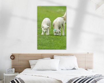 little lambs by Kees vd Heijden