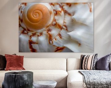 The spiral of a shell by Jolanda de Jong-Jansen